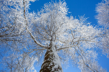 Branches covered with snow against the blue sky. Sabaduri forest. Landscape