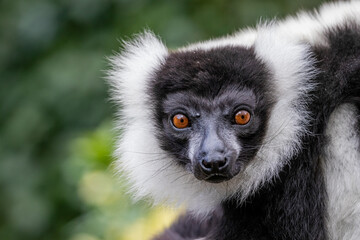 Poster - A selective of a Black and White ruffed Lemur (Varecia variegata)