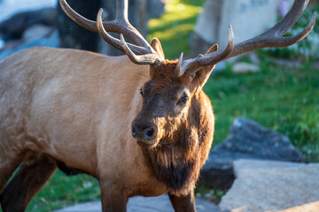 Poster - A closeup of a brown deer with wide horns looking side