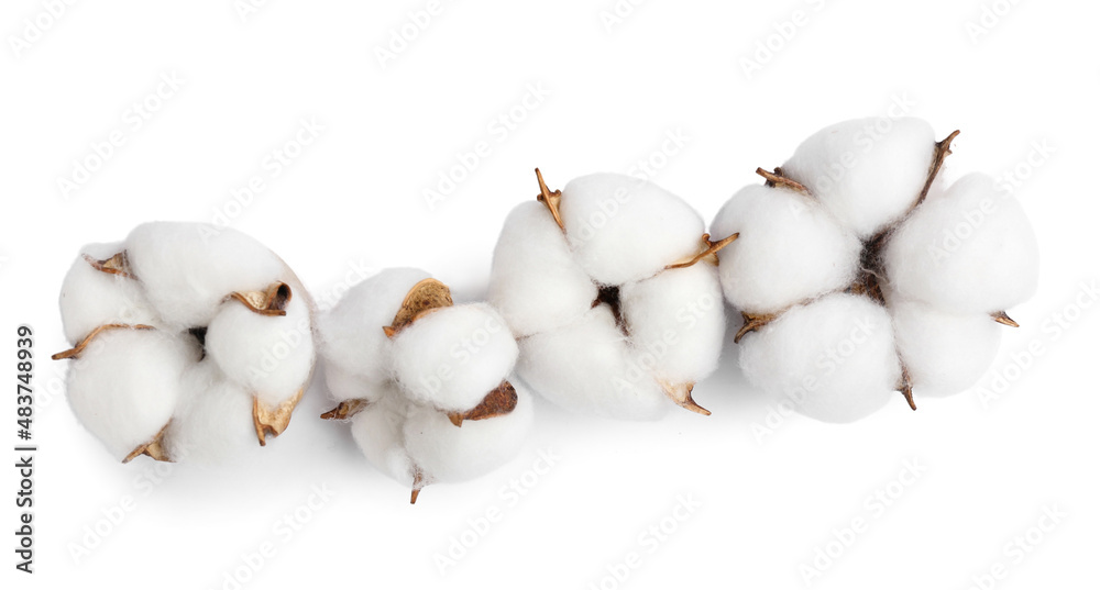 Beautiful soft cotton flowers isolated on white background