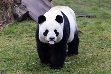 Wall Mural - portrait of a panda in the meadow