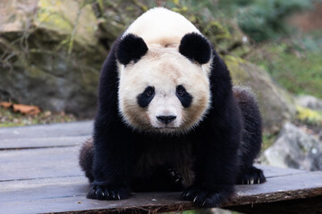 Wall Mural - portrait of a panda in the meadow