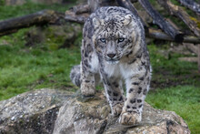 Portrait Of A Snow Leopard In The Meadow