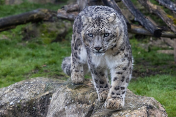 Wall Mural - portrait of a snow leopard in the meadow