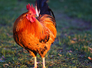 Canvas Print - A closeup of a cock in a farm