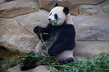 Poster - Panda eating bamboo in the forest