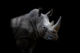 Fototapeta Sawanna - Portrait of a white rhino with a black background