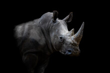 Portrait Of A White Rhino With A Black Background