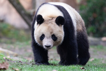 Wall Mural - portrait of a panda in the meadow
