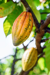 Wall Mural - ripe cacao pod hanging on the tree in cacoa plantation