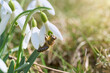 Bee in snowdrop. Early spring close-up flowers and working honeybee.
