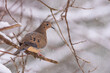 © Melissa Burovac - Mourning dove perched on bare tree branch in winter snow storm