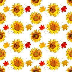 Wall Mural - Cheerful autumn pattern of flowers and leaves. Seamless pattern of sunflower flowers and maple leaves, isolated on white.