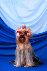 Wall Mural - small cute dog Yorkshire terrier playing on blue background