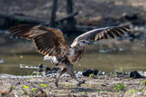 Fototapeta Zachód słońca - A juvenile African Fish Eagle landing.

An African Fish Eagle.