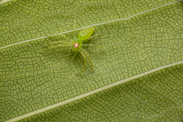 Wall Mural - Green Jumping Spider on Underside of Leaf