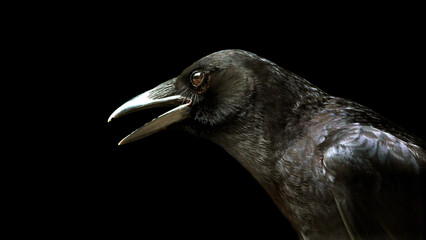 Wall Mural - close-up portrait of a raven isolated on a black background