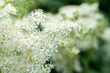 close up of white flowers arrowwood viburnum