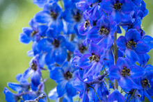 Intense Blue Flower Candle Larkspur
