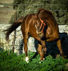 Sticker - A scenic view of a brown Anglo-Arabian horse running on the field