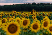 Picture Of Beautiful Yellow Sunflowers In The Evening. Blue Sky With White And Grey Clouds, Golden Sun Above Horizon.
