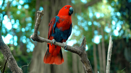 Wall Mural - Parrot red Eclectus roratus with green feathers in the usual habitat with green grass and sprawl