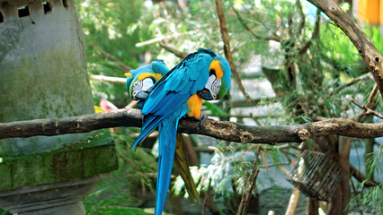 Wall Mural - Parrot ara with yellow and blue feathers in its usual habitat with green grass and sprawl