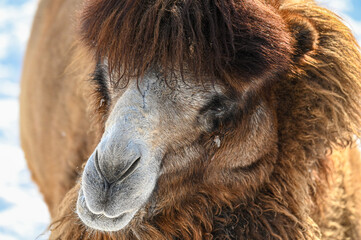 Poster - close up of a camel