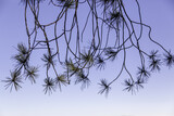 Fototapeta Dmuchawce - Pine leaves in a forest