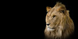 portrait of lion on black background