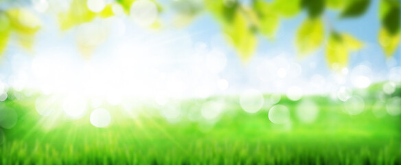 green grass field and clear blue sky