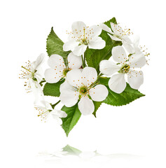 Wall Mural - A beautiful image of sping white cherry flowers flying in the air
