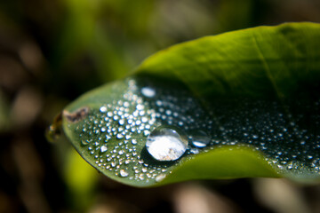 Dew drop in the morning on a taro leaf.