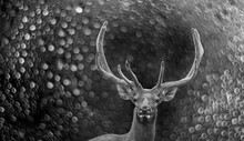 Cervus Elaphus - Deer In Rain