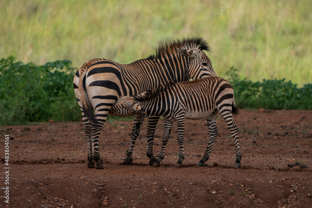 young zebra being nurtured by his mother showing the suckling and ...