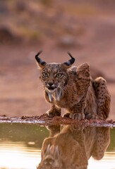 iberian lynx drinking water in castilla la mancha, spain.