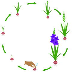 Canvas Print - Life cycle of a gladiolus plant on a white background.
