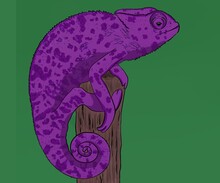 Big Purple Iguana On A Branch