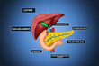 Infographic of the human liver system with detailed description of the Pancreas and Liver. Medical future technology and innovative concept. 3D Render