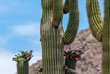 Two Birds On The Cactus