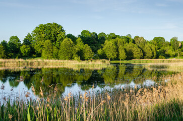 Poster - Lake with reeds, trees and reflection in sunny summer evening, Alsunga, Latvia.