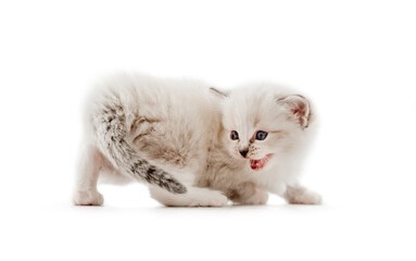 Wall Mural - Ragdoll cat kitten isolated on white background