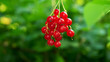 Twig with ripe red currant, ripe red berry on bokeh background