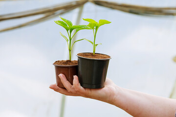 The girl holds in her hand two plastic cups with pepper seedlings in a greenhouse.