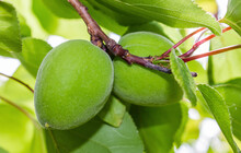 Unripe Green Apricot On A Tree Branch. Organic Farming.