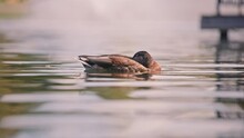 Mallard Duck Sleeping While Floating In The Pond. Close Up, Slow Motion. 