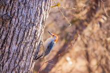 Close Up Shot Of Cute Red-bellied Woodpecker