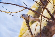 Close Up Shot Of Cute Tufted Titmouse