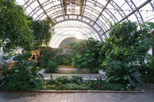 Winter Garden Orangery Interior With Evergreen Tropical Plants And Monstera Growing Inside. Greenhouse With Deciduous Flora Covered With Green Leaves Under Glass Roof. Old Glasshouse, Botanical Garden