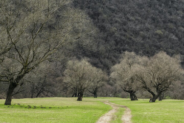 Wall Mural - Dirt road through landscape with meadows and trees in early spring